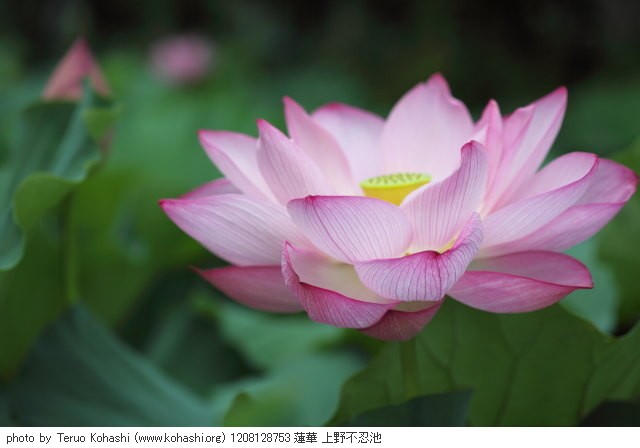 上野公園 2012 1208128753 蓮華 上野不忍池 photo