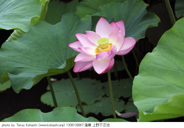 上野公園 2012 1208128867 蓮華 上野不忍池 thumbnail