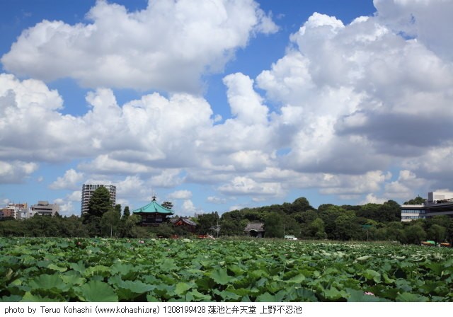 上野公園 2012 1208199428 蓮池と弁天堂 上野不忍池 photo