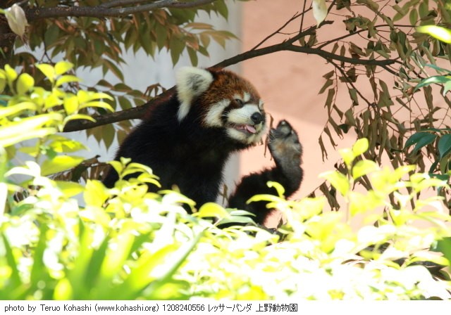 上野公園 2012 1208240556 レッサーパンダ 上野動物園 photo