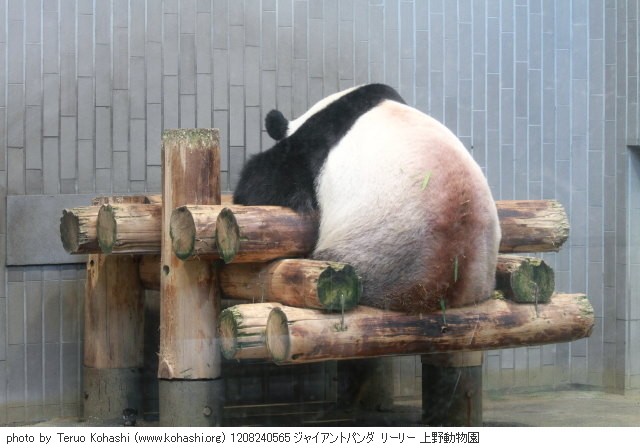 上野公園 2012 1208240565 ジャイアントパンダ リーリー 上野動物園 thumbnail