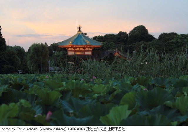 上野公園 2012 1208240874 蓮池と弁天堂 上野不忍池 photo