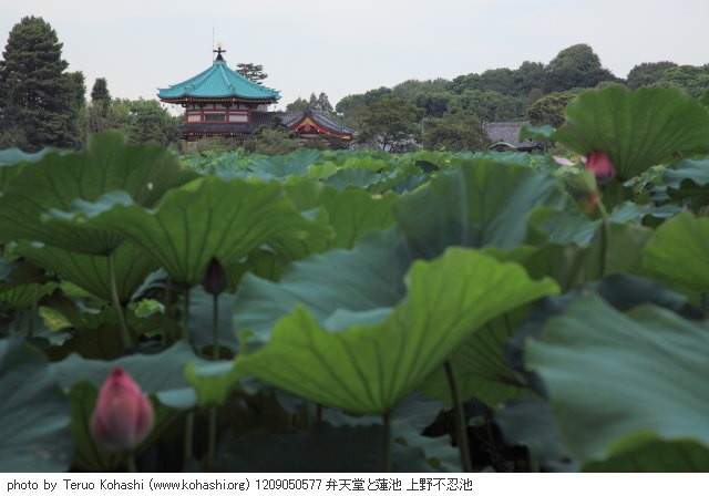 上野公園 2012 1209050577 弁天堂と蓮池 上野不忍池 photo