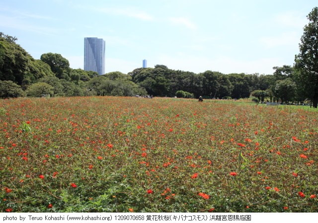 秋桜(コスモス) 1209070658 黄花秋桜(キバナコスモス) 浜離宮恩賜庭園 thumbnail
