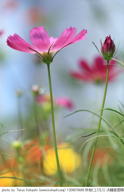 秋桜(コスモス) 1209070665 秋桜(コスモス) 浜離宮恩賜庭園 thumbnail