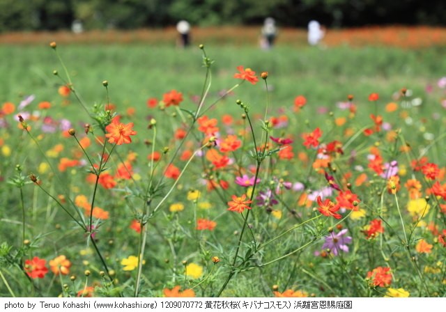 秋桜・コスモス 1209070772 黄花秋桜(キバナコスモス) 浜離宮恩賜庭園 thumbnail