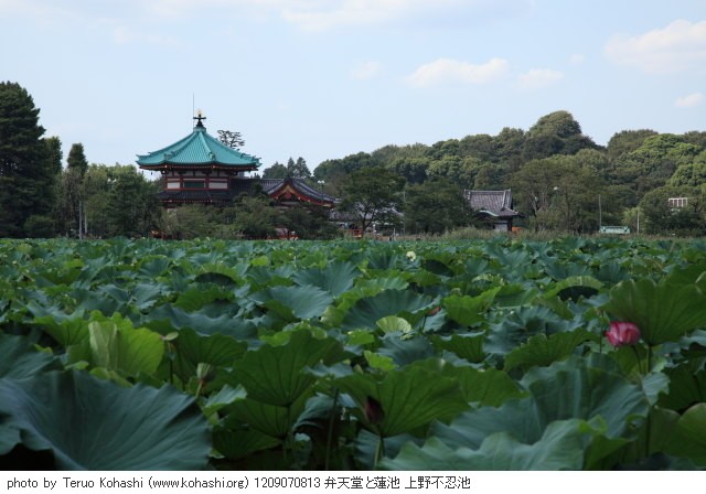 上野公園 2012 1209070813 弁天堂と蓮池 上野不忍池 photo