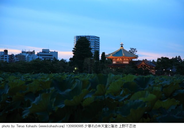上野公園 2012 1209090985 夕暮れの弁天堂と蓮池 上野不忍池 thumbnail
