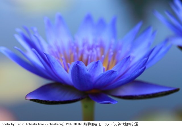 睡蓮・スイレン 1209131161 熱帯睡蓮 ローラフレイス 神代植物公園 thumbnail