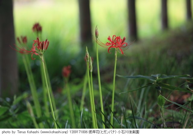 彼岸花・ヒガンバナ 1209171806 彼岸花(ヒガンバナ) 小石川後楽園 thumbnail