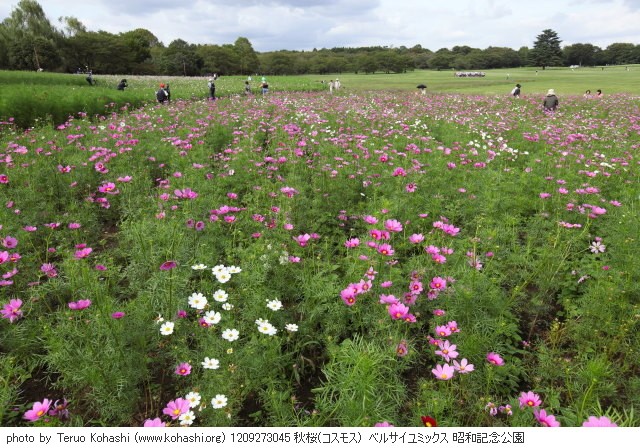 秋桜(コスモス) 1209273045 秋桜(コスモス) ベルサイユミックス 昭和記念公園 thumbnail