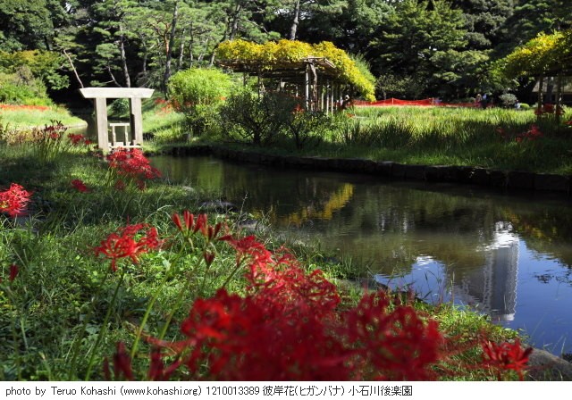 彼岸花(ヒガンバナ) 1210013389 彼岸花(ヒガンバナ) 小石川後楽園 thumbnail
