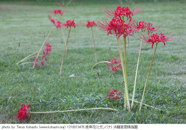 これまでの10月の浜離宮恩賜庭園 1210013475 彼岸花(ヒガンバナ) 浜離宮恩賜庭園 thumbnail