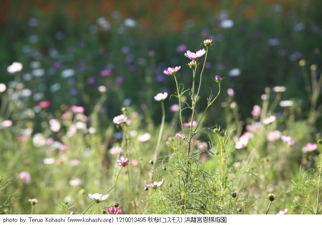 これまでの10月の浜離宮恩賜庭園 1210013495 秋桜(コスモス) 浜離宮恩賜庭園 thumbnail