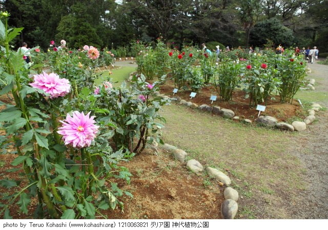 ダリア 1210063821 ダリア園 神代植物公園 thumbnail