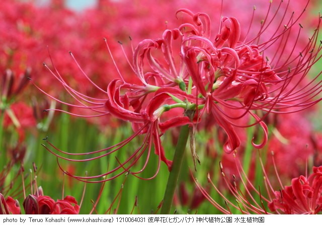 彼岸花(ヒガンバナ) 1210064031 彼岸花(ヒガンバナ) 神代植物公園 水生植物園 thumbnail