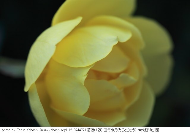神代植物公園 2012 1210244771 薔薇(バラ) 田毎の月(たごとのつき) 神代植物公園 photo