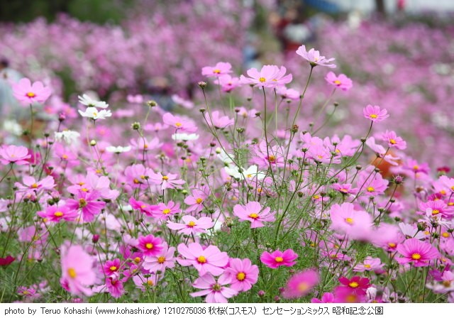 秋桜(コスモス) 1210275036 秋桜(コスモス) センセーションミックス 昭和記念公園 thumbnail