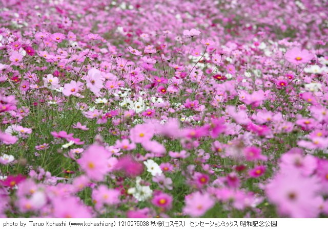 これまでの10月の昭和記念公園 1210275038 秋桜(コスモス) センセーションミックス 昭和記念公園 thumbnail