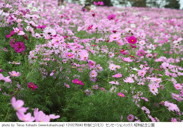 秋桜(コスモス) 1210275043 秋桜(コスモス) センセーションミックス 昭和記念公園 thumbnail