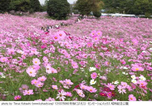 秋桜・コスモス 1210275060 秋桜(コスモス) センセーションミックス 昭和記念公園 thumbnail