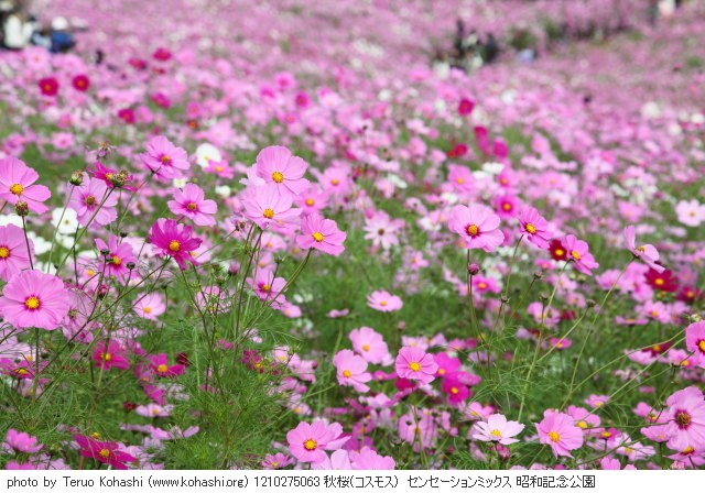 桜・さくら・サクラ 1210275063 秋桜(コスモス) センセーションミックス 昭和記念公園 thumbnail