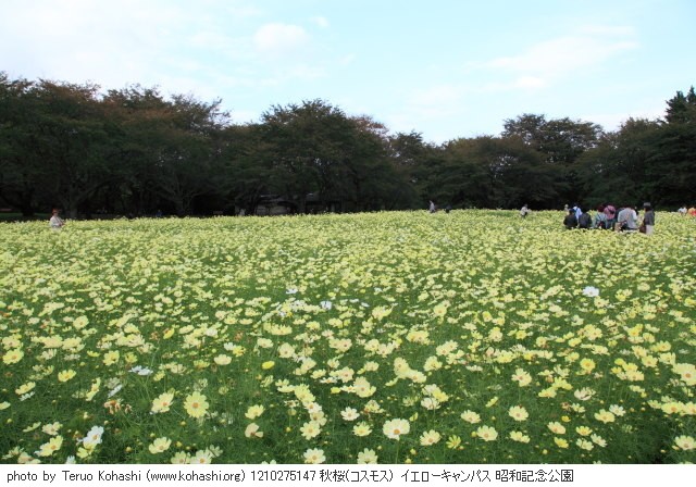 これまでの10月の昭和記念公園 1210275147 秋桜(コスモス) イエローキャンパス 昭和記念公園 thumbnail