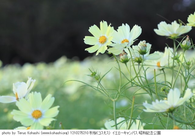 秋桜(コスモス) 1210275210 秋桜(コスモス) イエローキャンパス 昭和記念公園 thumbnail