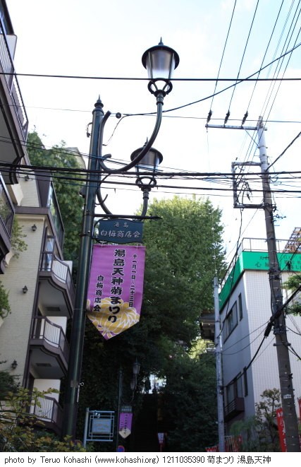 湯島天神、界隈 2012 1211035390 菊まつり 湯島天神 photo