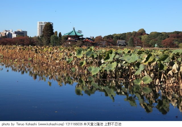 2012年11月16日 1211166026 弁天堂と蓮池 上野不忍池 photo