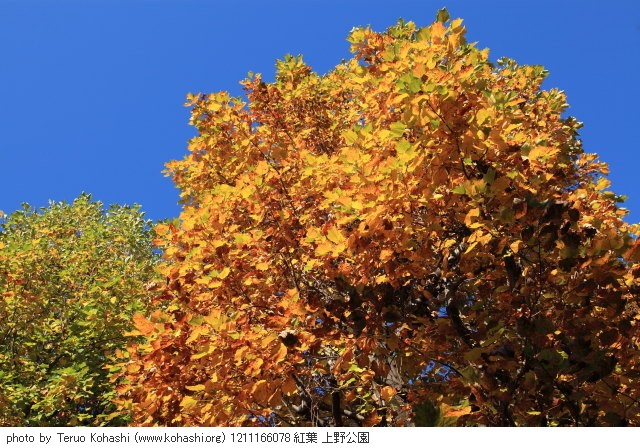 2012年11月16日 1211166078 紅葉 上野公園 photo