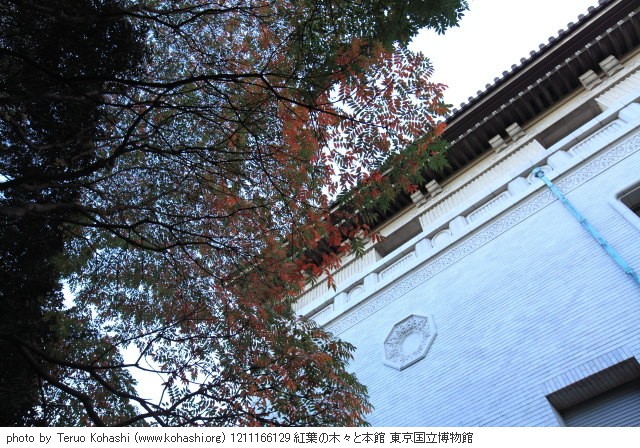 2012年11月16日 1211166129 紅葉の木々と本館 東京国立博物館 photo