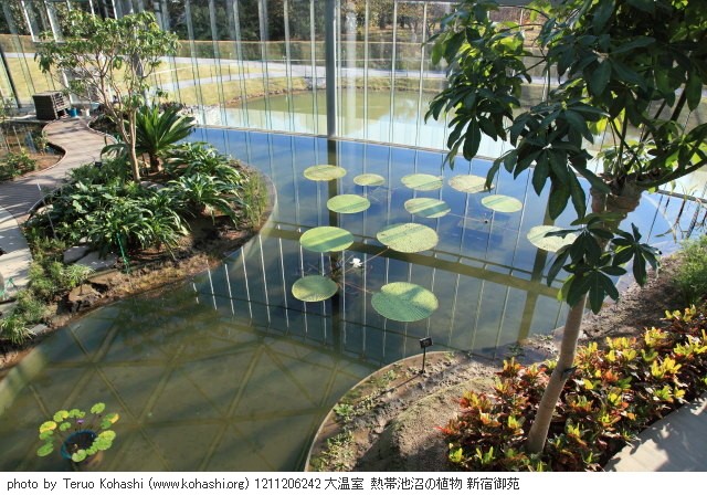 11月の新宿御苑 1211206242 大温室 熱帯池沼の植物 新宿御苑 photo