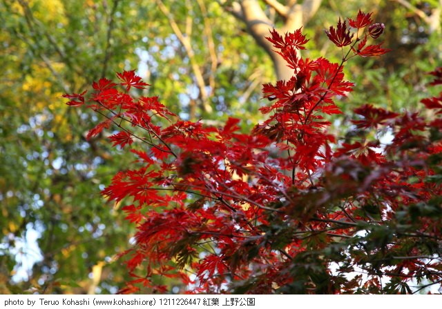 2012年11月22日 1211226447 紅葉 上野公園 photo