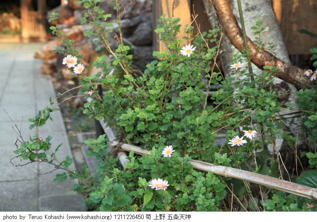 上野公園 2012 1211226450 菊 上野 五条天神 photo