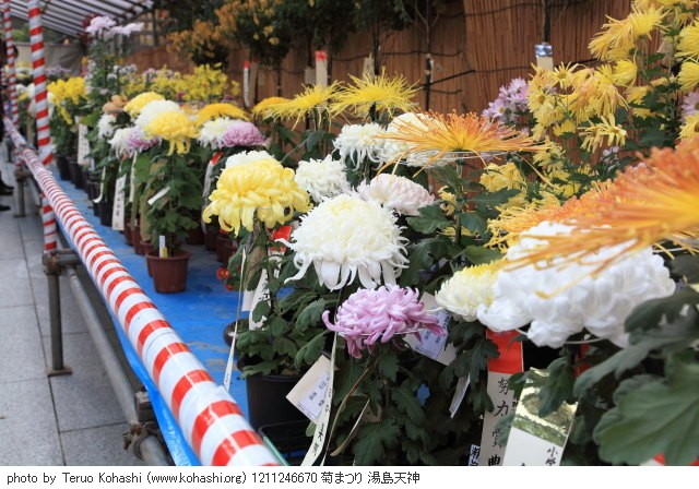 湯島天神、界隈 2012 1211246670 菊まつり 湯島天神 photo