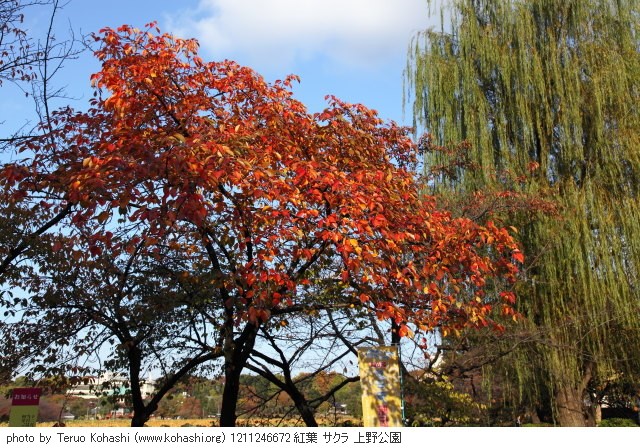 2012年11月24日 1211246672 紅葉 サクラ 上野公園 photo