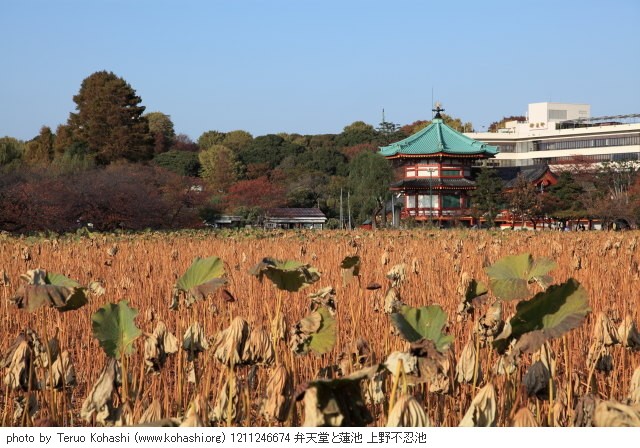 2012年11月24日 1211246674 弁天堂と蓮池 上野不忍池 photo