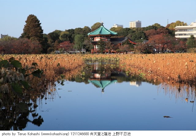 2012年11月24日 1211246680 弁天堂と蓮池 上野不忍池 photo