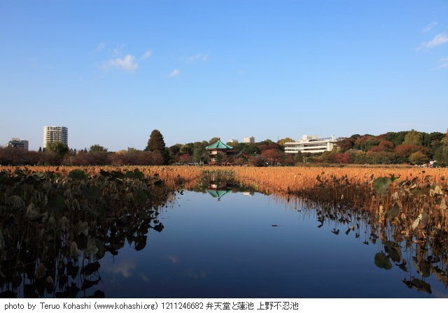 2012年11月24日 1211246682 弁天堂と蓮池 上野不忍池 photo