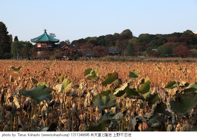 2012年11月24日 1211246695 弁天堂と蓮池 上野不忍池 photo