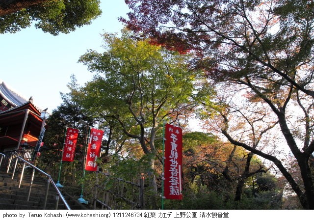 上野公園 2012 1211246734 紅葉 カエデ 上野公園 清水観音堂 photo