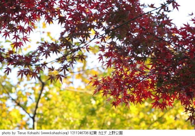 2012年11月24日 1211246736 紅葉 カエデ 上野公園 photo
