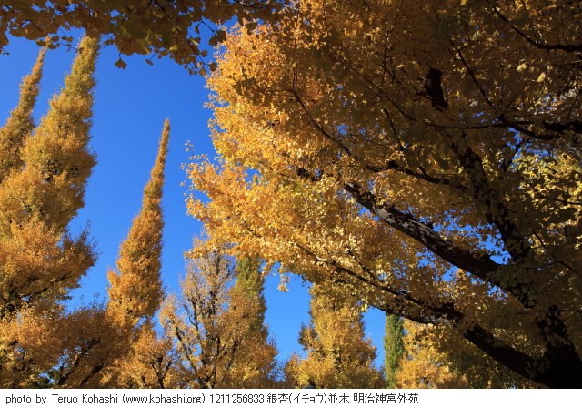 銀杏 1211256833 銀杏(イチョウ)並木 明治神宮外苑 thumbnail