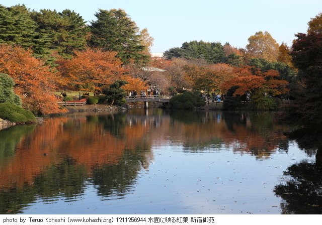 紅葉・銀杏 1211256944 水面に映る紅葉 新宿御苑 thumbnail