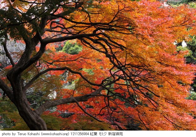 11月の新宿御苑 1211256984 紅葉 モミジ 新宿御苑 photo