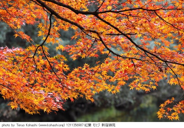 11月の新宿御苑 1211256987 紅葉 モミジ 新宿御苑 photo