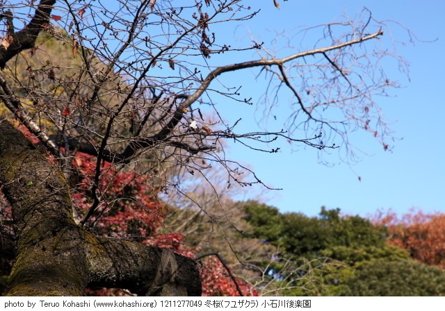 冬の桜: 冬桜・十月桜・子福桜・寒桜・大寒桜・寒緋桜・河津桜 1211277049 冬桜(フユザクラ) 小石川後楽園 thumbnail