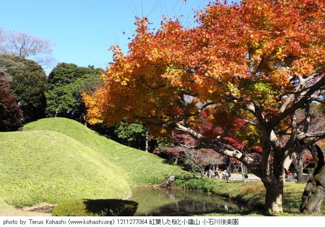 11月の桜・サクラ 1211277064 紅葉した桜と小廬山 小石川後楽園 thumbnail