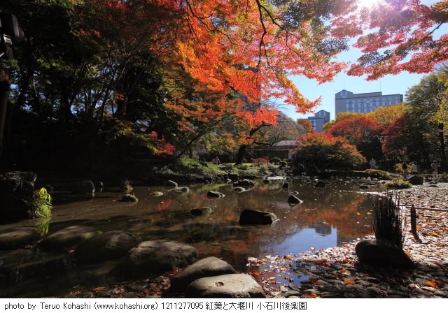 紅葉 1211277095 紅葉と大堰川 小石川後楽園 thumbnail